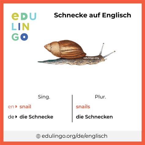 englisch schnecke|More.